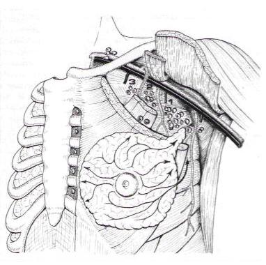Anatomia1