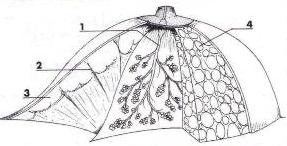 Anatomia2