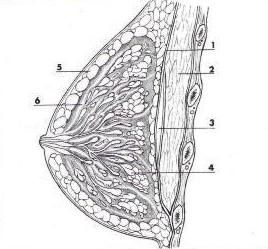 Anatomia3