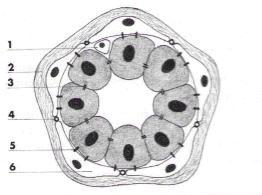 Anatomia4